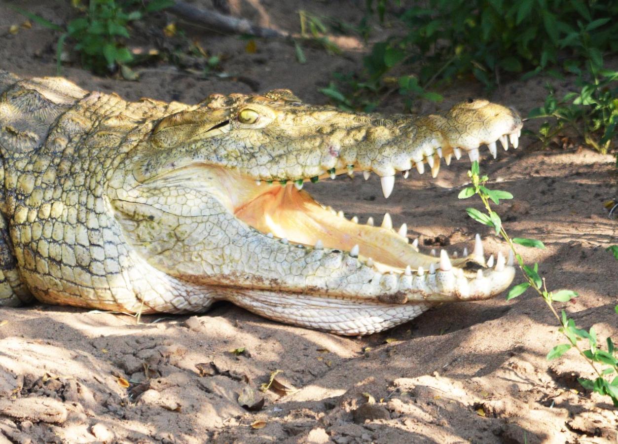 Crocodile Pools Resort Gaborone Exteriör bild